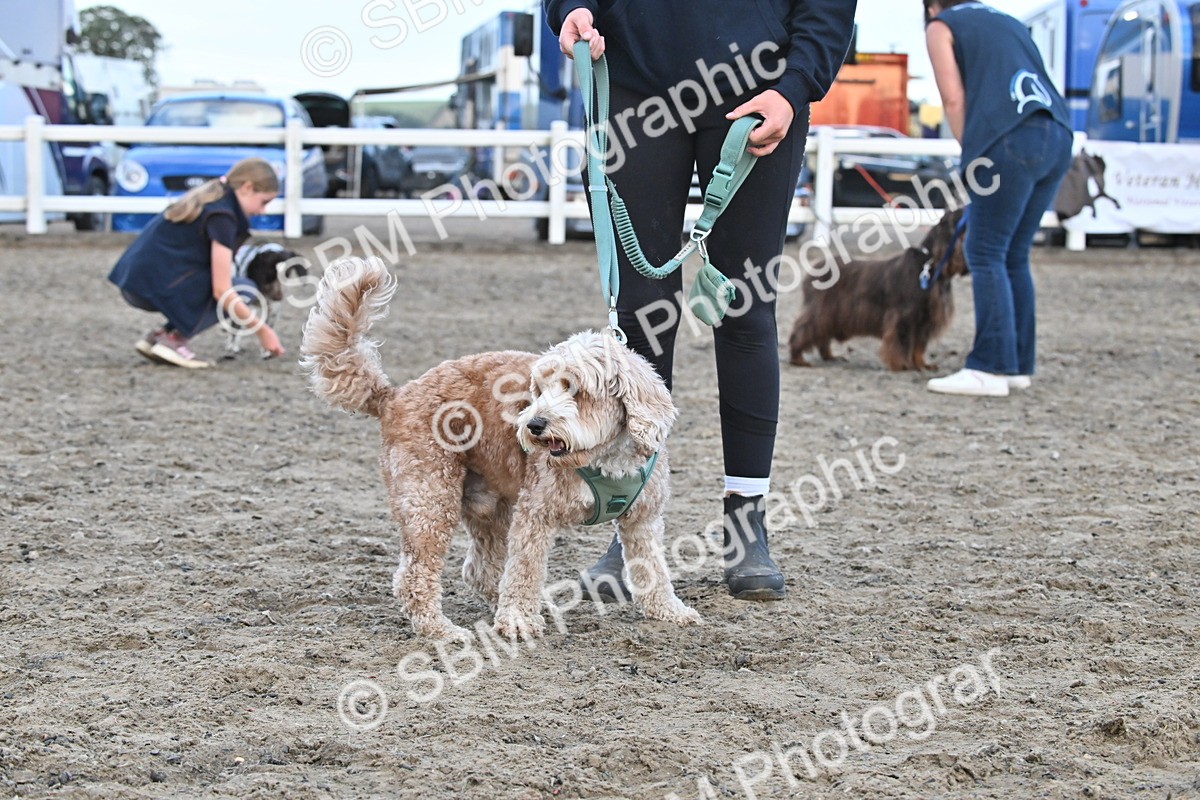 SBM_09548 - Lorry Dogs