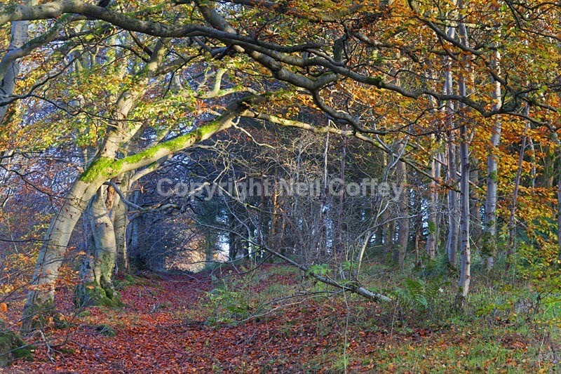 Calderglen Country Park, South Lanarkshire2 - Landscape format