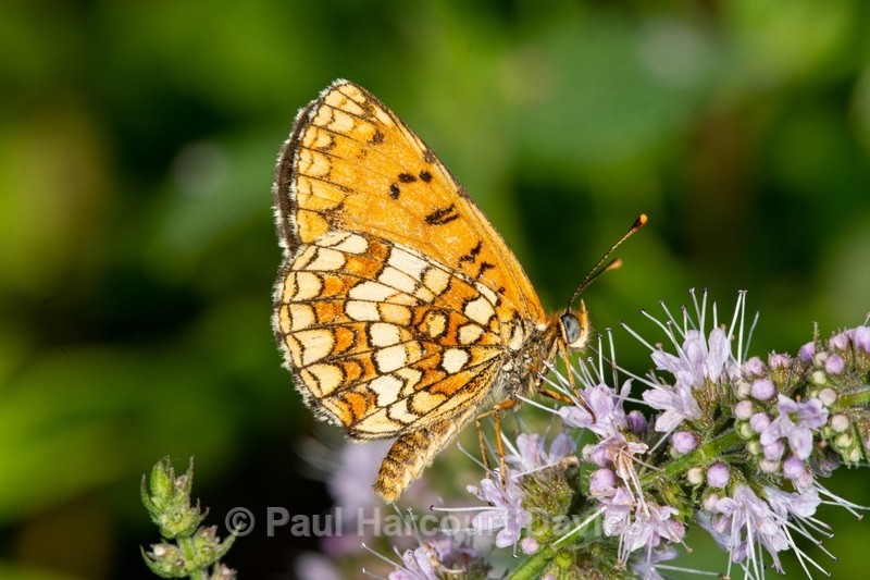 Heath fritillary (Melitaea athalia) - Insects, Spiders and other Animals