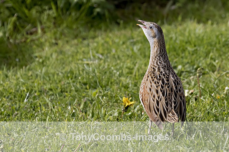 Corncrake - Mull