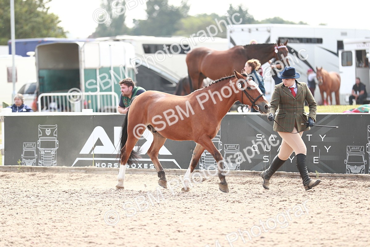 SBM_13836 - Class 209 IH Veteran Pony