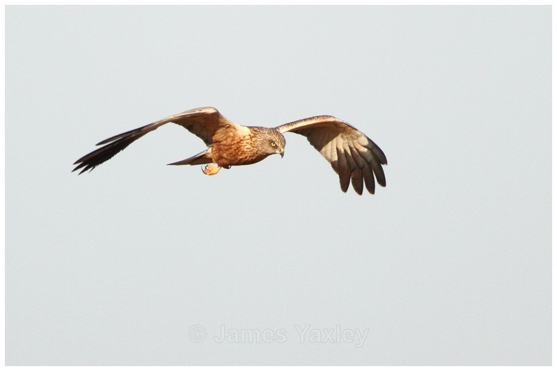 Marsh Harrier 1 - River Scrape & Lake