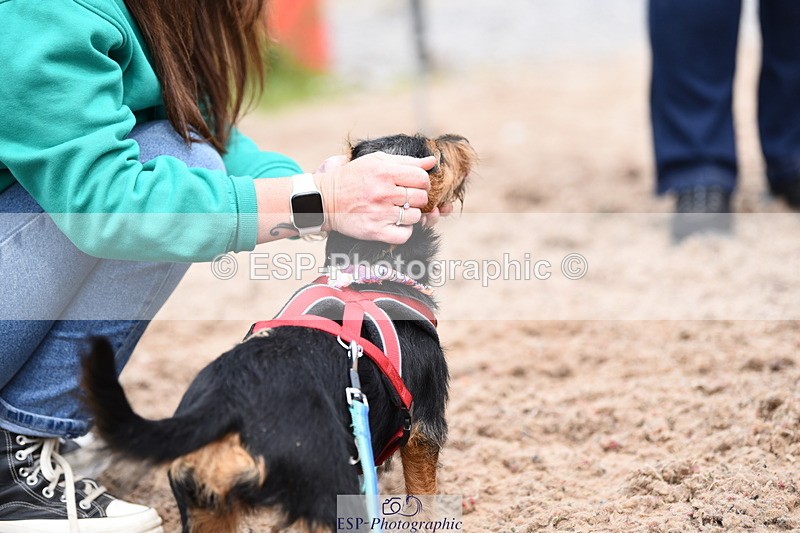 240518A-110708-00740 - Cls 1 Cutest Puppy