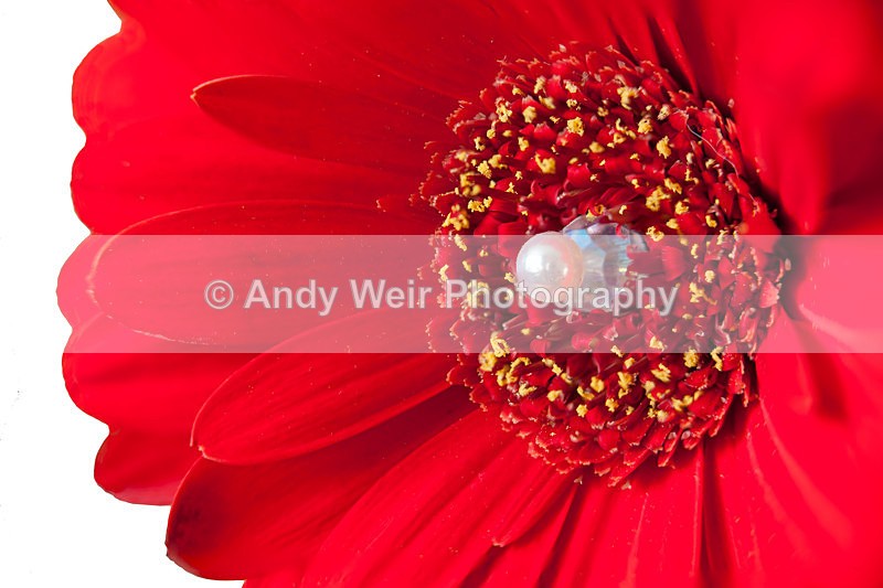 20130217-_MG_2616-1717 - Plants & Flowers