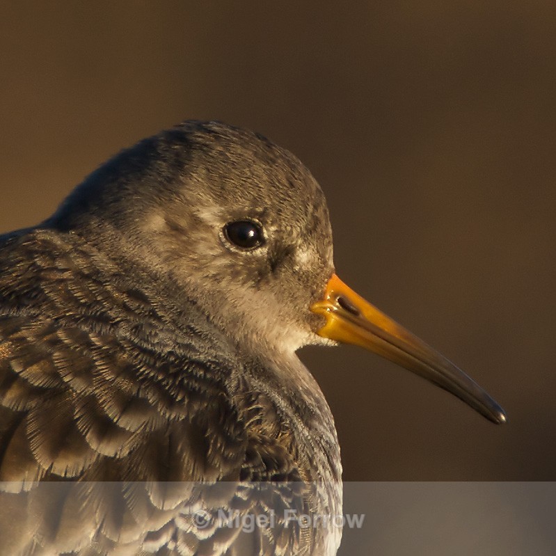 Purple Sandpiper close-up - Purple Sandpiper