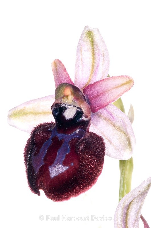  - WB: Orchids - Ophrys