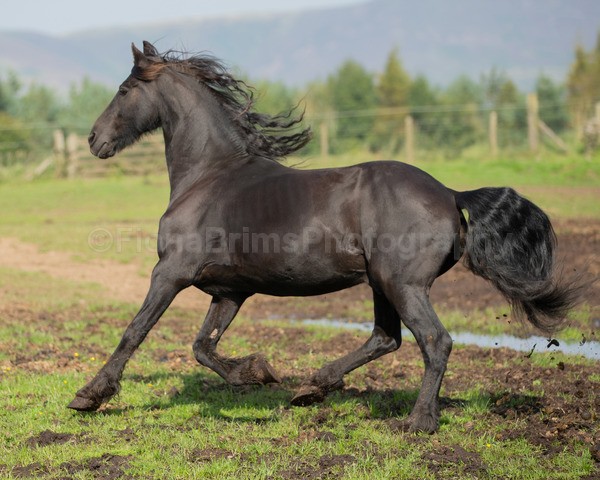 friesians 101-78 - Friesians