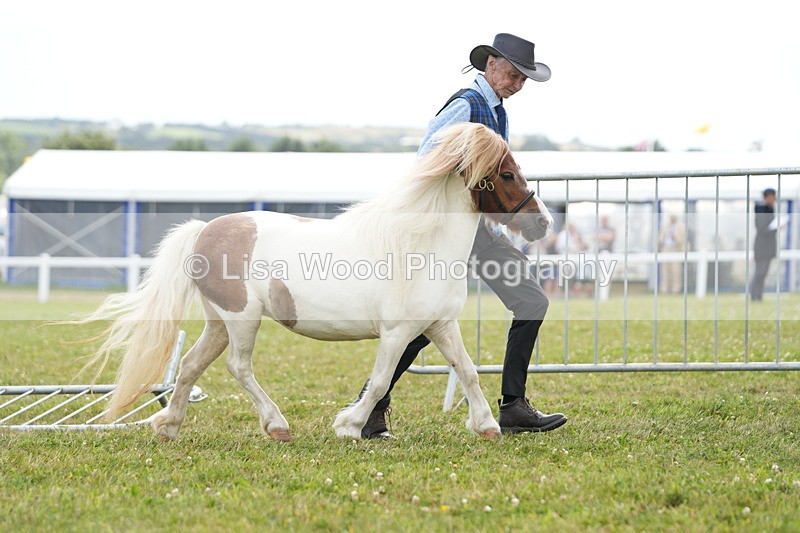DSC06827 - Class 60: Coloured Pony 4yrs & over