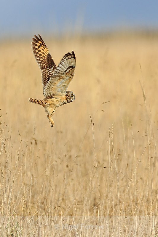 Short-eared Owl takes off, Hawling, Gloucestershire - Short-eared Owl