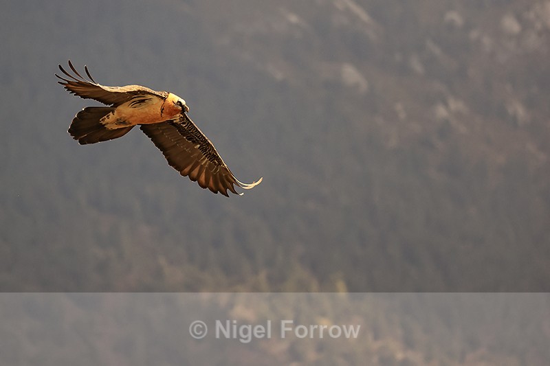 Lammergeier downward flap in flight, Pre-Pyrenees, Catalonia, Spain - Lammergeier