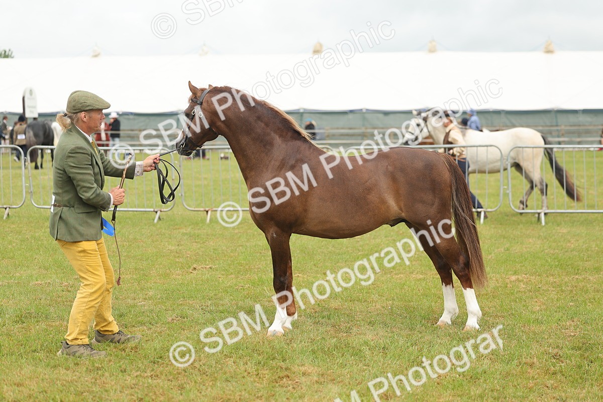 SBM_02272 - Class 50-57 - M&M Welsh Pony In Hand