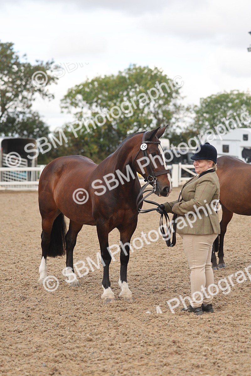 SBM_04358 - Class 17 - Prettiest Mare (IH or Ridden)