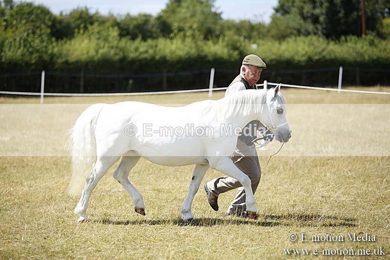 _C7A0193 - In Hand Championship BVRC Show 2018