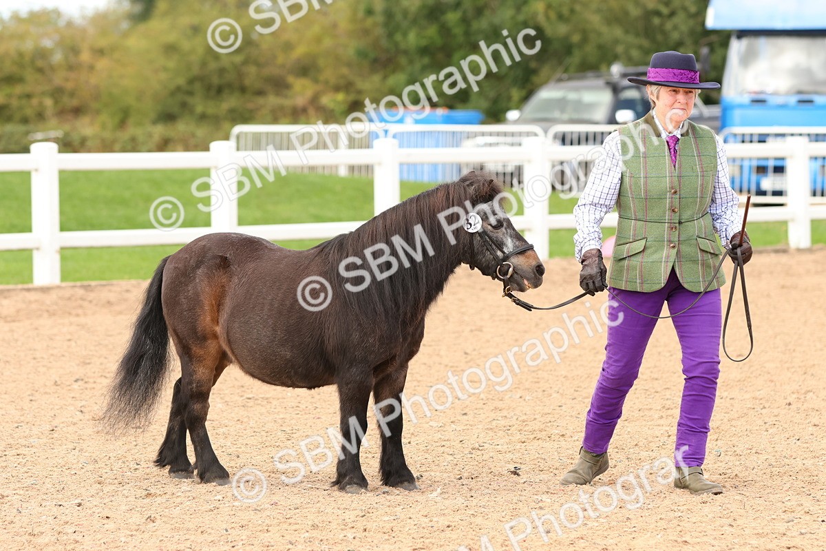 SBM_10305 - Class 206 - IH Non Show Type Pony