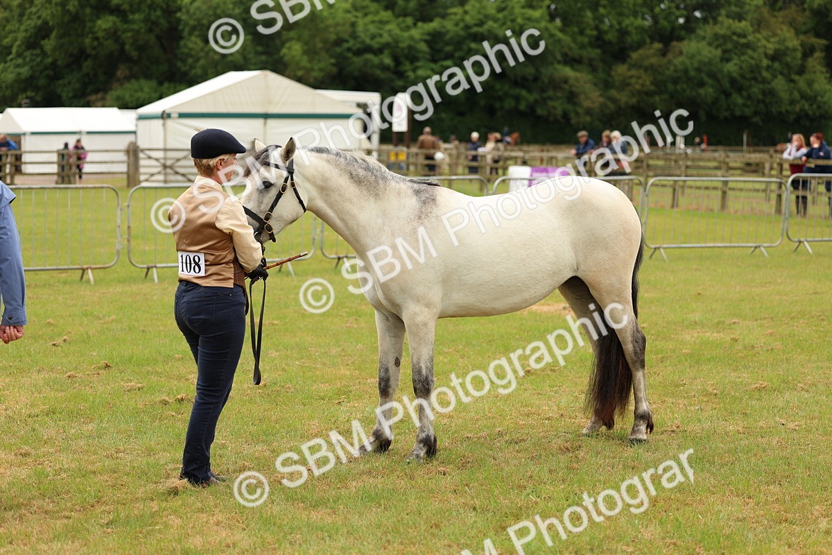 SBM_04061 - Class 64-67 - Shetland Pony In Hand