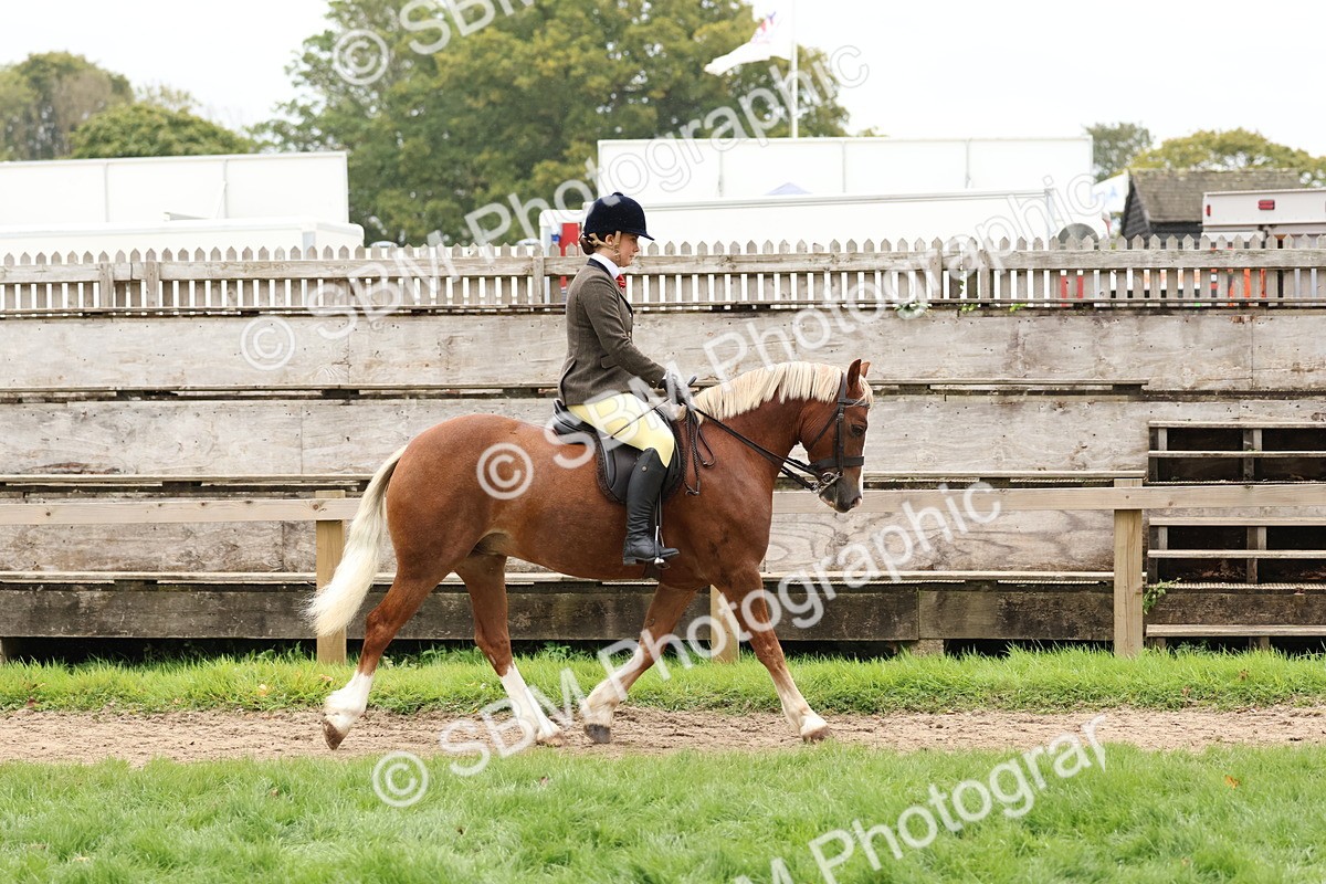 SBM_69548 - S62 - Mountain & Moorland Ridden Large Breeds