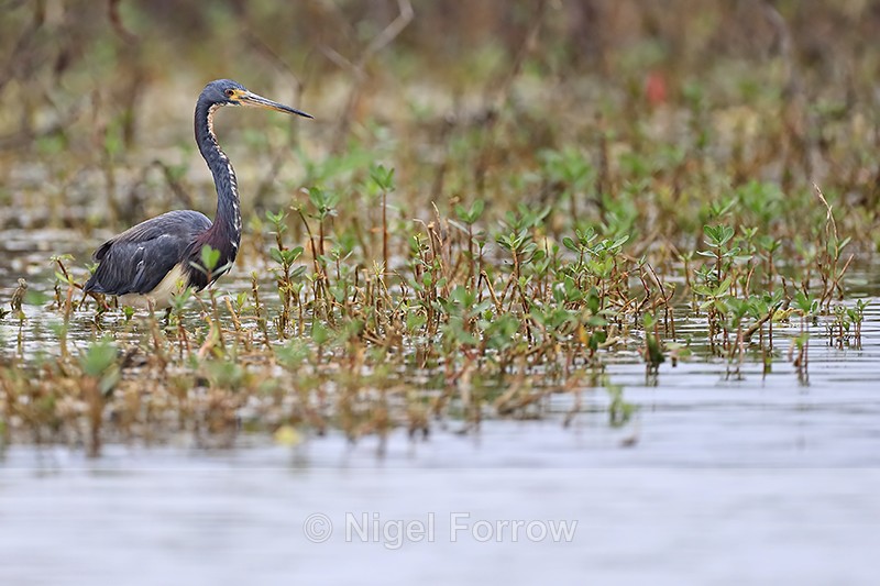 Tricolored Heron waits, Harns Marsh, Florida - Tricolored Heron