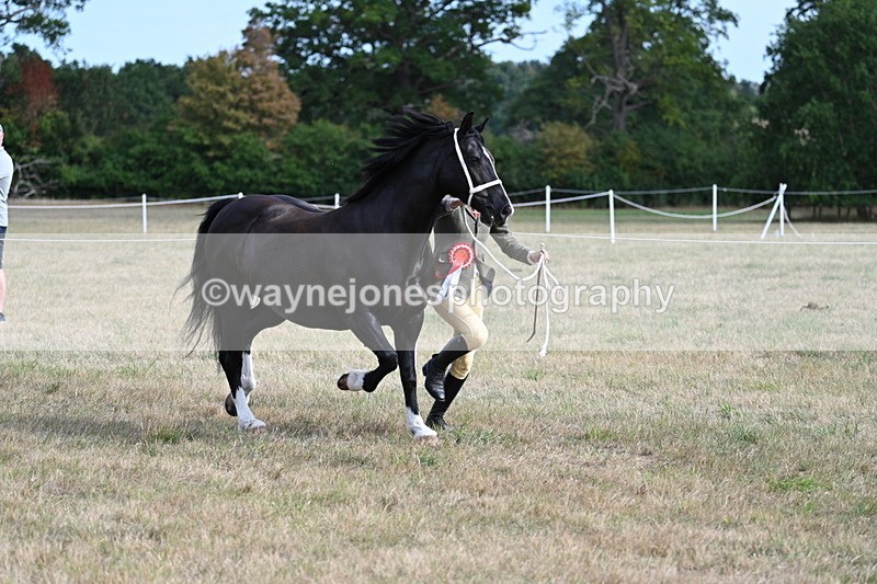 WJ7_8213 - In-hand Championship