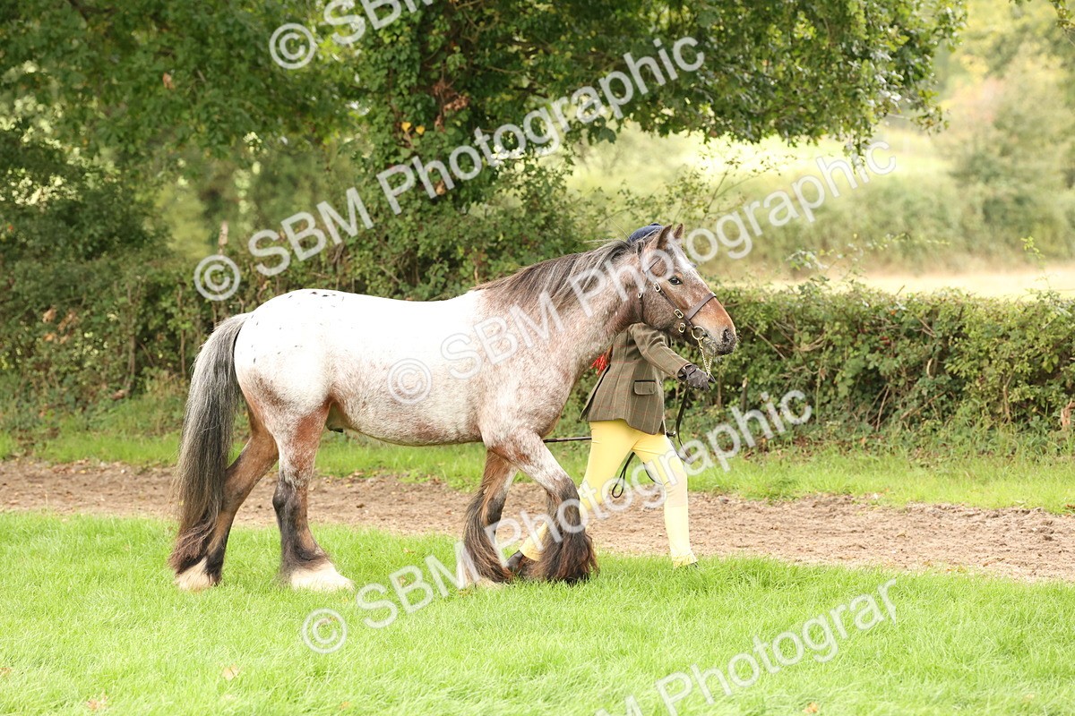 SBM_59226 - S57 - Traditional Cob In Hand