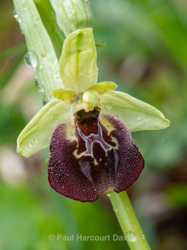 Small-patterned ophrys (Ophrys fuciflora ssp parvimaculata) - Gargano - Wild Orchids