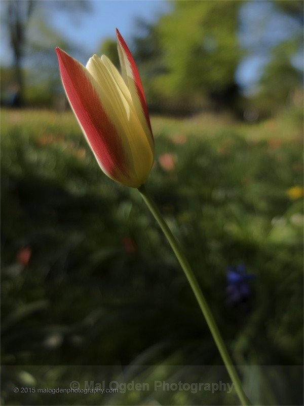 Tulip - Flora & Fauna