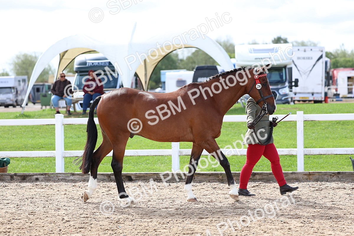 SBM_01900 - Class 18 - Handsomest Gelding - IH or Ridden
