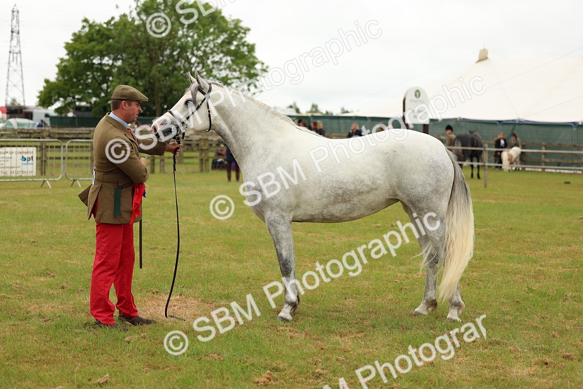 SBM_04286 - Class 64-67 - Shetland Pony In Hand