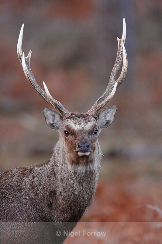 Sika Deer stag portrait, Arne RSPB - Deer