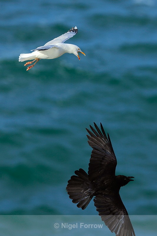 Herring Gull chases off a Raven at Durlston - Herring Gull