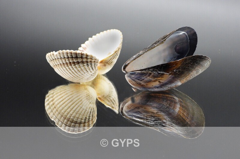 Shells by Kath - Wildlife And Nature