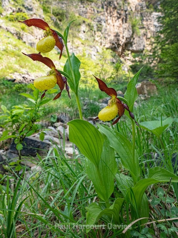 Lady's Slipper (Cypripedium calceolus)  - Flowers in the Landscape