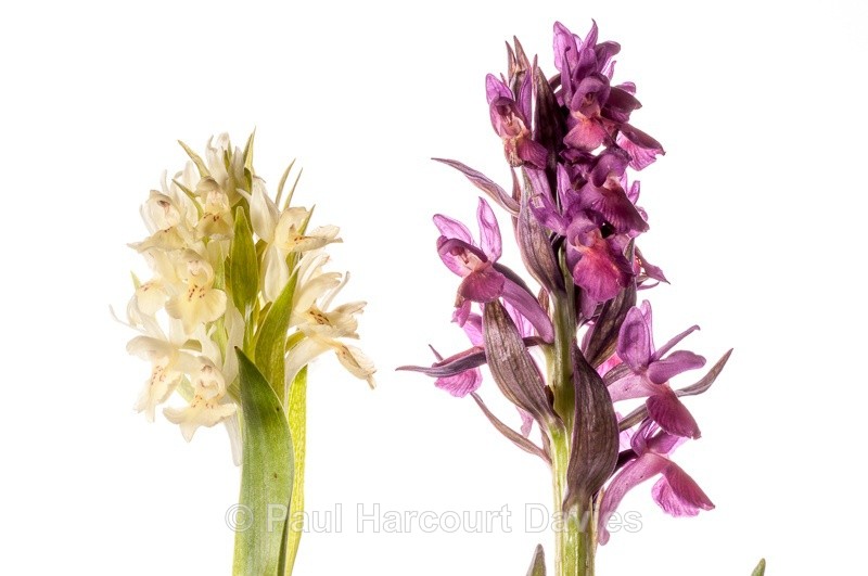  - WB: Orchids - Various