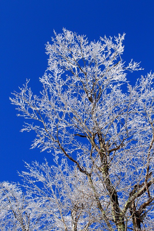Snowflake Ice Tree - Lakes Region & Southern New Hampshire