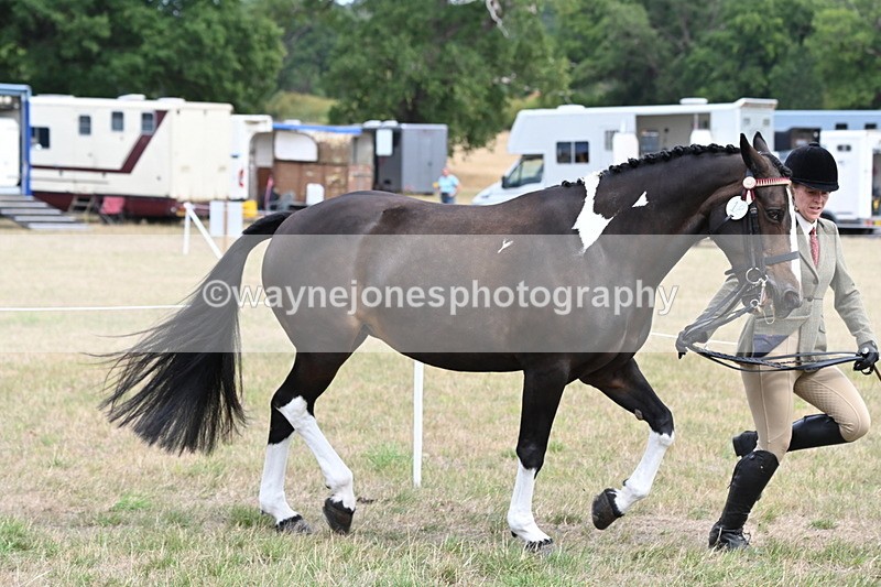 WJ6_5867 - Class 19 In-hand Veterans (Uploaded correct folder)