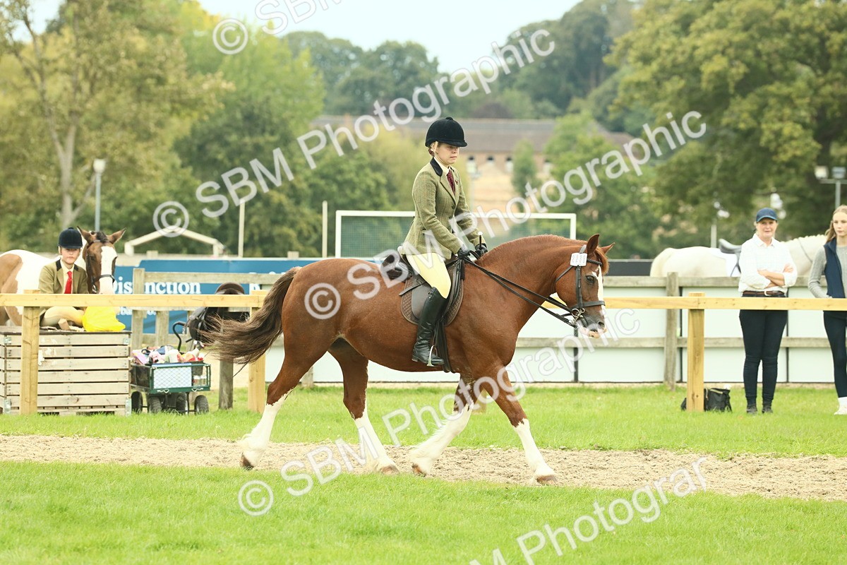 SBM_72112 - S60 - Mountain & Moorland Ridden Large Breeds