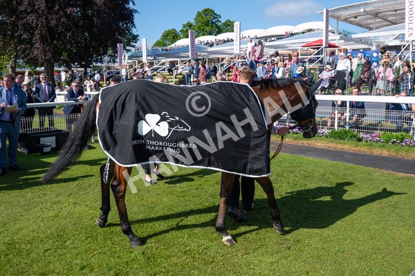 160525-Race 5-The Man-6568 - Race 5 4.15pm Irish Thoroughbred Marketing Handicap