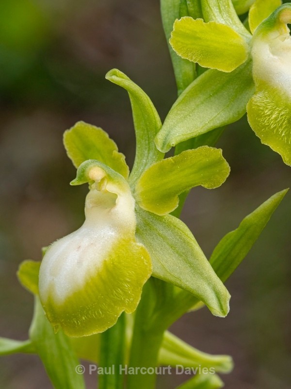 Gargano Ophrys (lacking anthocyanin pigments...apochromic) Ophrys sphegodes ssp passionis.. also O. garganica, O. passionis - Gargano - Wild Orchids