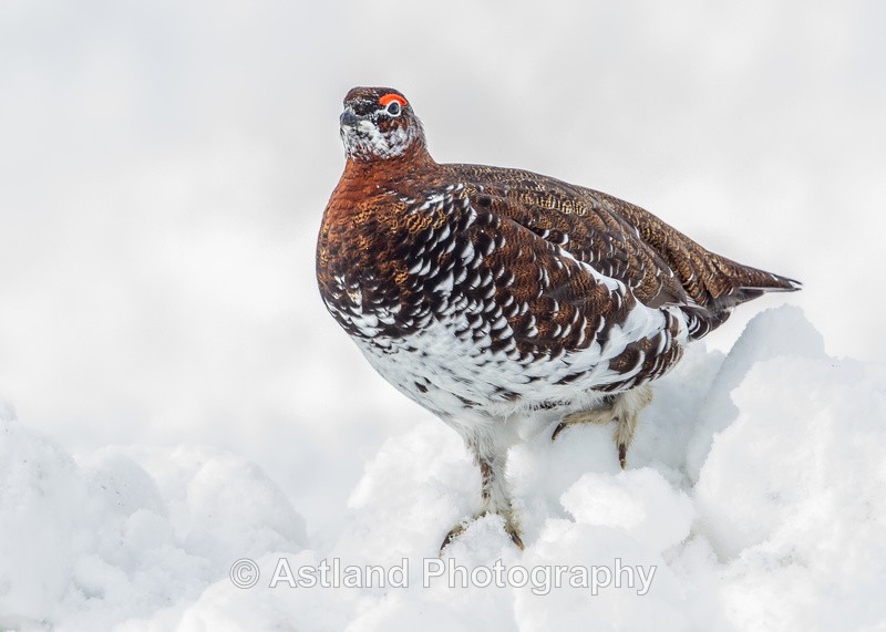 Astland Photography, Bird and Wildlife Images, Susan and Peter Wilson, U.K.