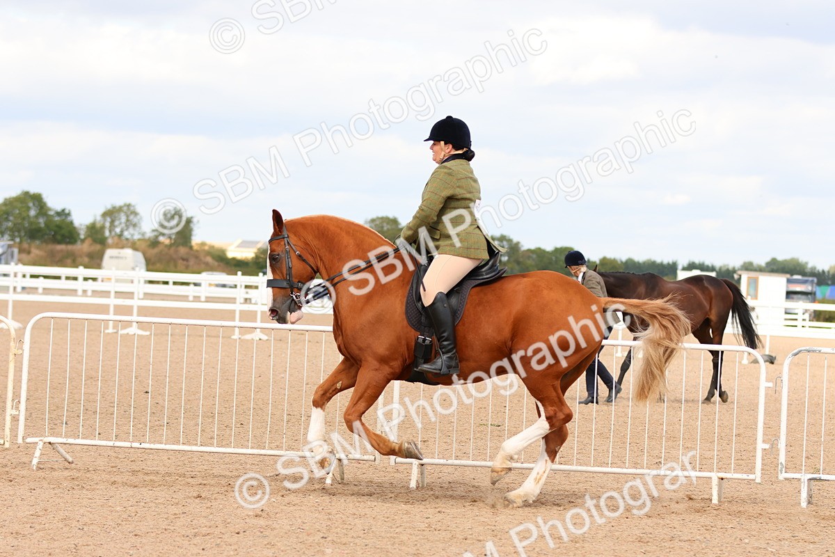 SBM_15503 - Class 214 - Ridden Show Cob