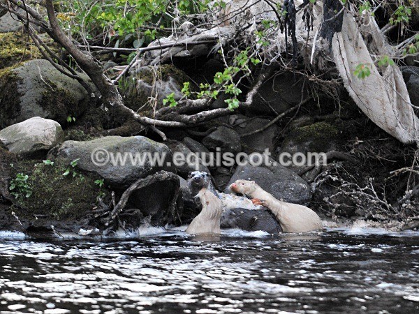equiscot 2244 - ALBINO OTTERS - SCOTLAND