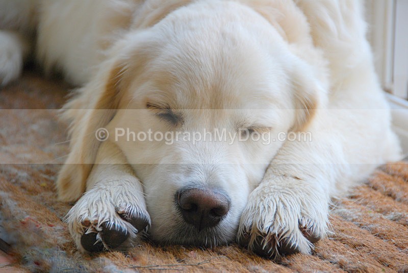  - Golden Retrievers
