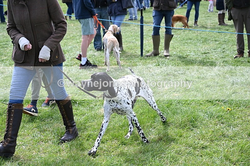 WJ6_8967 - Class 8 Best Working / Gun Dog or Bitch