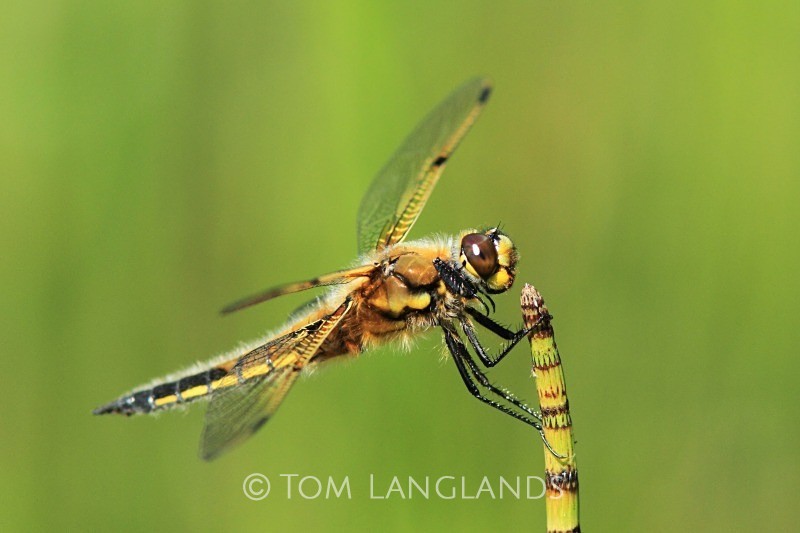 Four-spotted Chaser - Macro