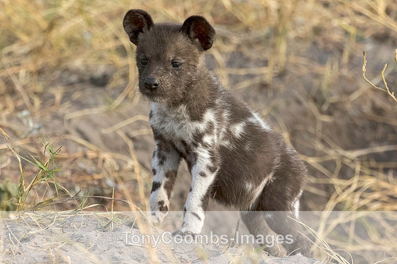 Wild Dog Pup - Botswana ~ The Mammals