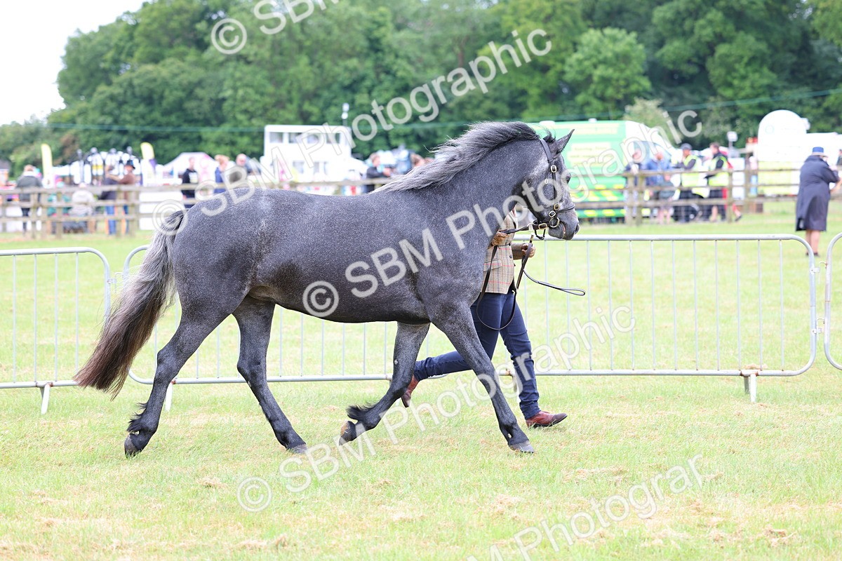 SBM_04039 - Class 64-67 - Shetland Pony In Hand