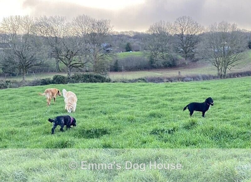  - Dogs