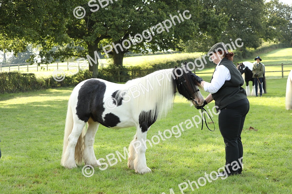 SBM_60939 - S43 - Coloured Pony In Hand