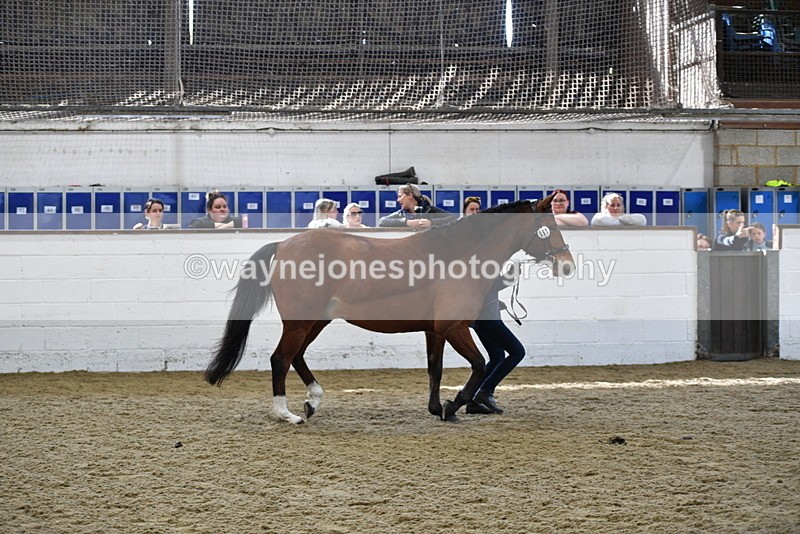 WJ5_4526 - Class 3 Part Bred In hand