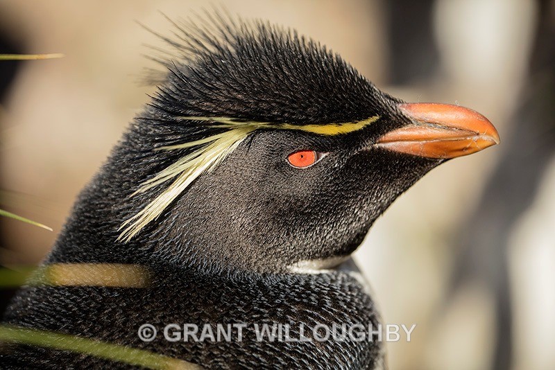Rockhopper 2 - Antartica