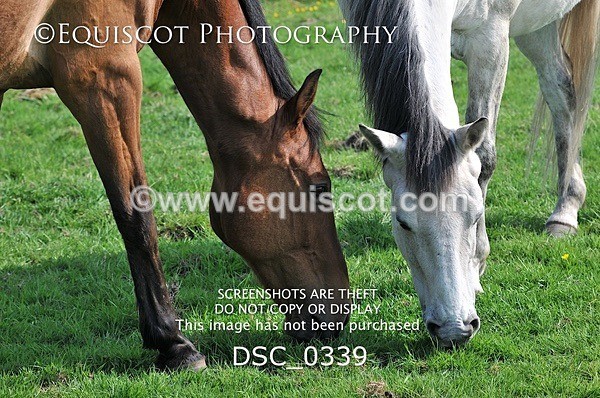 DSC_0339 - ARCHIVE REQUEST - Quincy and Guinness